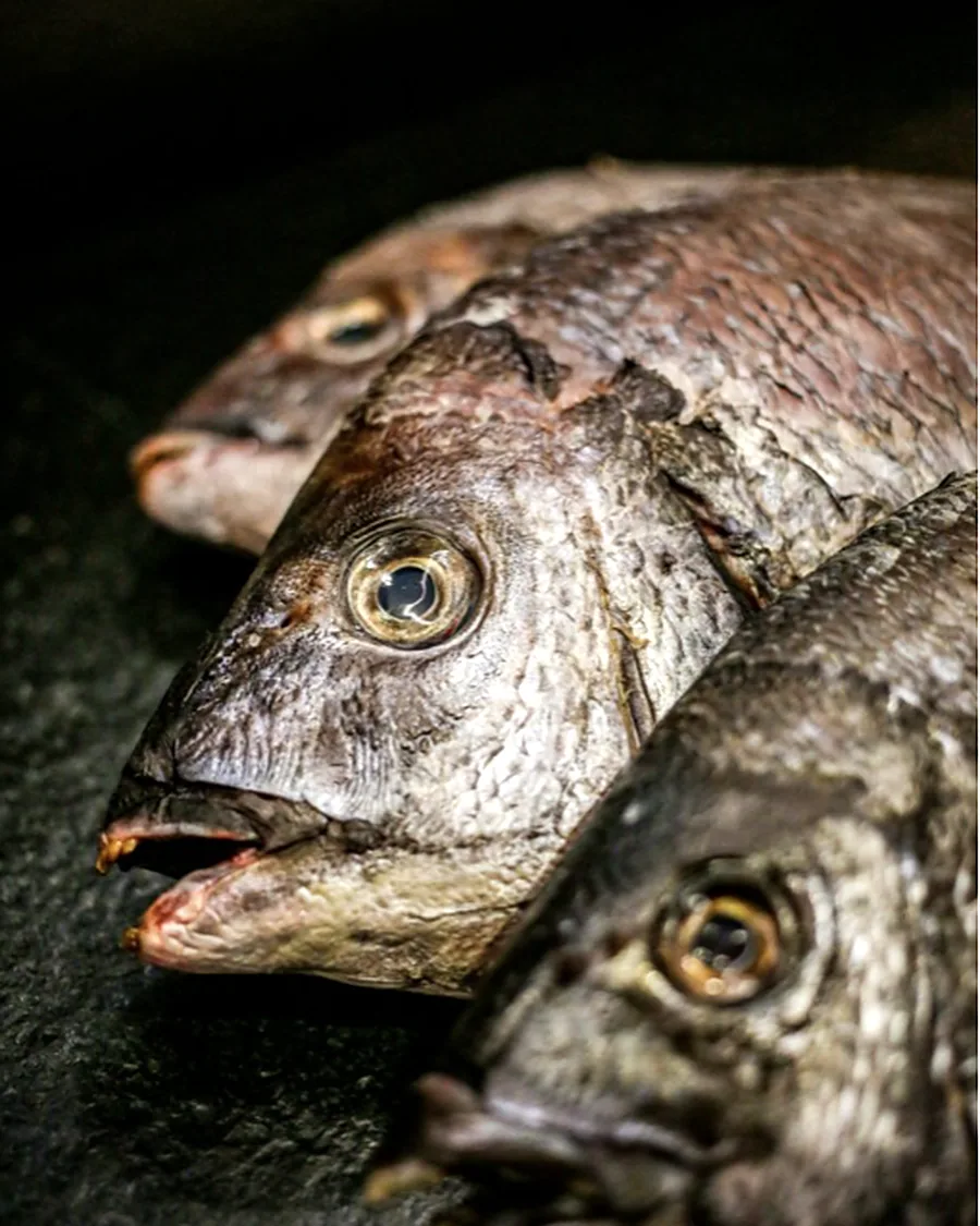 Quentin Garo, Poissonnerie Viot